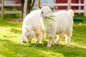 Animale la sau în apropiere de acest hostel