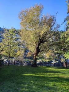 un árbol en medio de un campo de hierba en Apartman Maida, en Blagaj