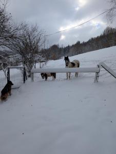 Animale la sau în apropiere de acest apartament