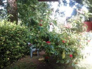 a garden with a plant with red flowers at Firefly Beach Cottages in Negril