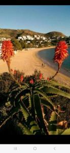 a view of a beach with a cactus at Appartement Almadrava Roses in Roses