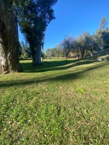 un albero in un campo con erba e alberi di Parque Hotel a Villa Carlos Paz