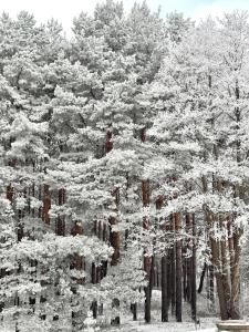 帕兰加Hill Palanga & SPA的一群松树被雪覆盖