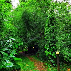 苏丹巴特利Greens Tree House & Wood House的一条穿过森林的树木和植物的路径