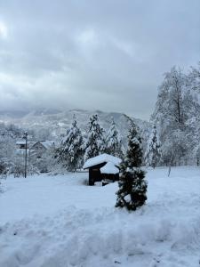 einen schneebedeckten Hof mit einer Bank und einem Baum in der Unterkunft Casa Berg in Vişeu de Sus