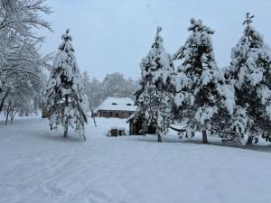 eine Gruppe von schneebedeckten Bäumen vor einem Haus in der Unterkunft Casa Berg in Vişeu de Sus