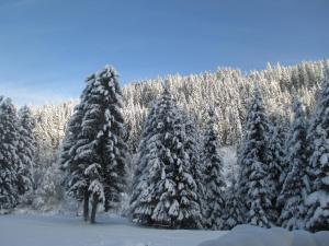 un groupe d'arbres enneigés dans une forêt dans l'établissement Ferienhaus Schwarzenbacher, à Lungötz