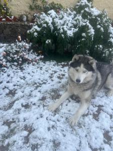 a wolf laying in the snow next to a bush at Aaram Baagh Simla in Shimla