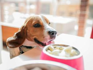 a dog sitting at a table with a cup of food at ibis Bordeaux Pessac Route des Vins in Pessac