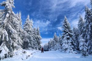 eine Person, die durch einen schneebedeckten Wald mit Bäumen Ski fährt in der Unterkunft Apartmany Arber in Železná Ruda