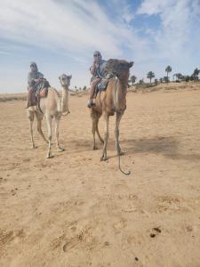 duas pessoas montadas em camelos no deserto em Private Camp25km-from DOUZ em Douz