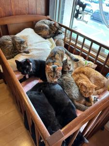 Bilde i galleriet til Nyanstay: A place where you can stay with cats - Vacation STAY 17991 i Kure