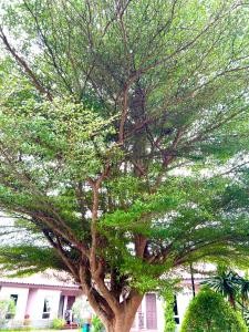 un grande albero verde di fronte a un edificio di At Lamai Resort a Lamai Beach