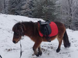 um cavalo castanho andando na neve em Villa Gold em Yaremche