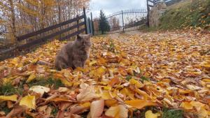 un chat assis dans une pile de feuilles dans l'établissement Villa Gold, à Yaremtche