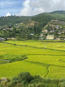 een groen veld met een stad op de achtergrond bij Green valley boutique in Paro