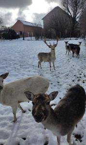 un gruppo di animali in piedi sulla neve di Lanonweye a Waimes