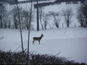 un cervo in un campo innevato di Lanonweye a Waimes