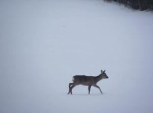 Un lupo che cammina nella neve di Lanonweye a Waimes