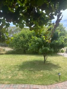 ein Baum inmitten eines Grasfeldes in der Unterkunft StaySorrento in Sorrento