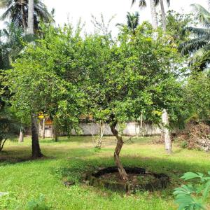 a small tree in the middle of a field at White Butterfly - A Countryside Homestay in Trivandrum