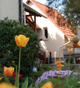 un giardino con tulipani gialli e fiori di fronte a una casa di Maya Guesthouse a Eger