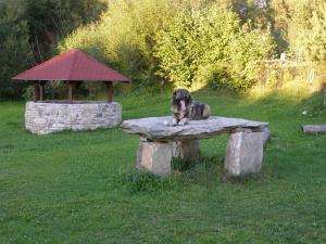 een hond op een stenen bank in het gras bij Penzion u Kukačků in Horní Planá