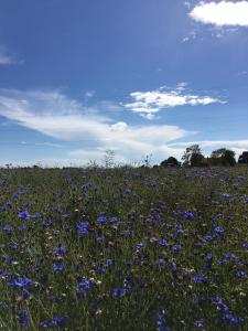 een veld van blauwe bloemen in een veld van gras bij Hotel Borrby in Borrby