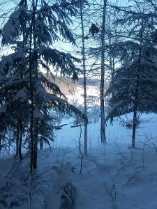 einen verschneiten Wald mit Bäumen und schneebedeckten Ästen in der Unterkunft Ferienwohnung Am Kapellenäcker in Neumarkt in der Oberpfalz