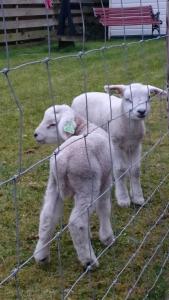 deux moutons blancs debout derrière une clôture de fils dans l'établissement Het Uilenbos, à De Koog