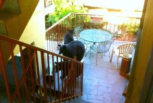 two cats standing on a balcony with a table at Baymont by Wyndham Gatlinburg On The River in Gatlinburg