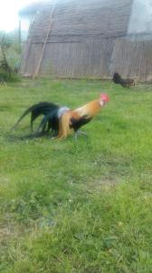 un pollo caminando en la hierba en un patio en Farm stay Lackovic, en Bilje