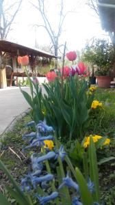 un jardín de flores de colores en un patio en Farm stay Lackovic, en Bilje