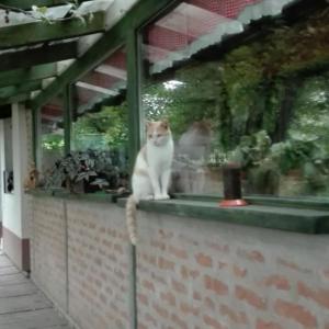 un gato sentado en la parte superior de una pared de ladrillo en Farm stay Lackovic, en Bilje