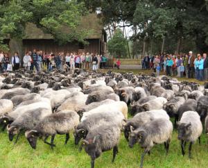 Animales en el hotel o alrededores