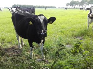 una mucca nera in piedi in un prato di De Oude Smederij a Noord-Sleen