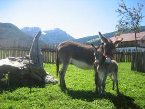 un paio di animali in piedi nell'erba di Appartements Färberhof a Valdaora