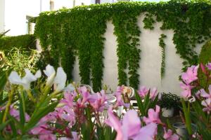 un mur recouvert de lierre vert et de fleurs roses dans l'établissement Pension Am Renner, à Dresde