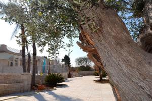 un gran árbol frente a una casa en Dimora Porto Contessa, en Polignano a Mare