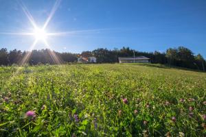 Un campo di fiori con il sole nel cielo di Parlunkhof a Castelrotto