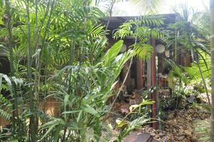 een tuin met veel planten voor een gebouw bij Tropical Bliss bed and breakfast in Mena Creek