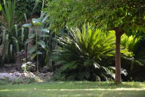 Un jardín fuera de Les Passiflores