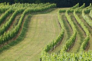 Vonkajšia záhrada v ubytovaní Winzerzimmer - Weingut Tinhof