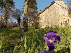 une fleur violette devant un vieux bâtiment dans l'établissement Maison d'Hôtes Mas de la Chadenede, à Lagorce