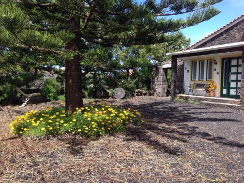 un pino y flores amarillas frente a una casa en Casa da Costa, en Madalena