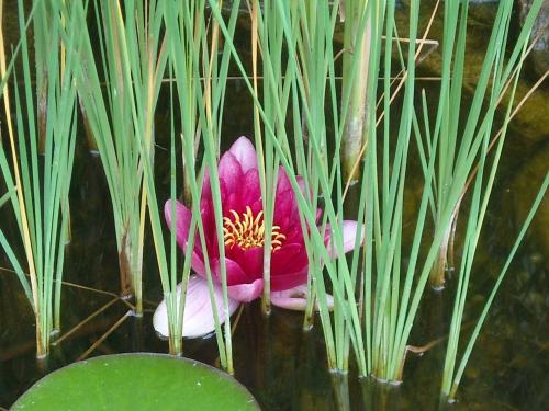 a pink flower in the middle of some grass at Fodor Hotel in Gyula