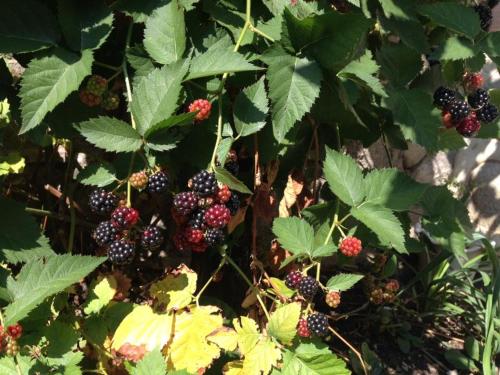 un montón de moras en una planta con hojas verdes en Къща за гости Типик, en Bansko