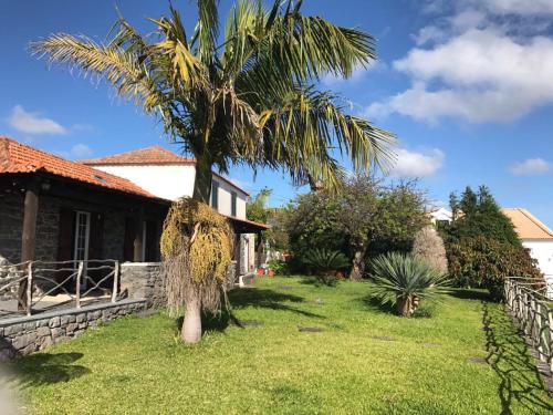 un palmier devant une maison dans l'établissement Casa dos Reis, à Calheta