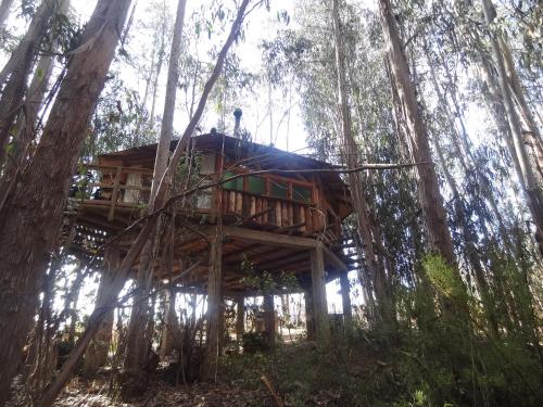 a tree house in the middle of the forest at Cabanas Curi-Huapi in Isla Negra