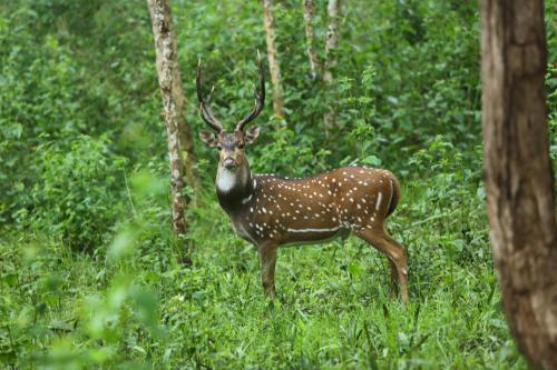 Animales en la habitación en casa particular o alrededores